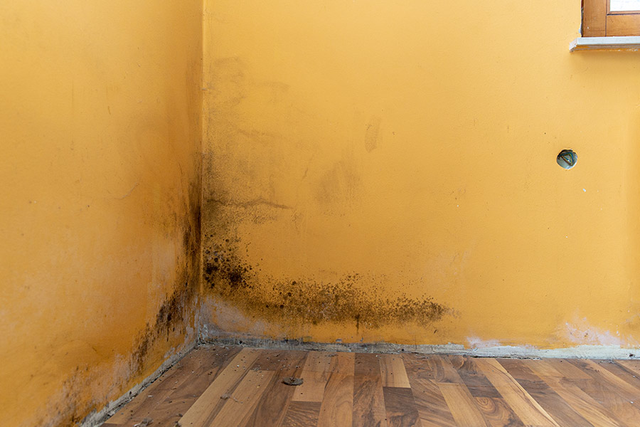 mold on corner of orange wall gloucester me